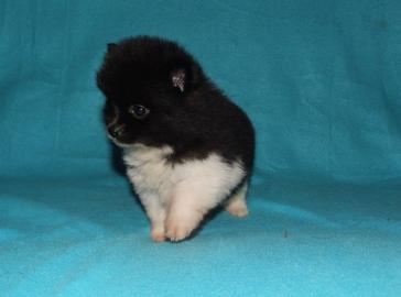 Zwergspitzwelpen (Pomeranian)
