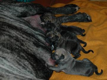 Reinrassige Fila Brasileiro Welpen