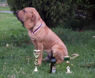 Reinrassige Fila Brasileiro Welpen