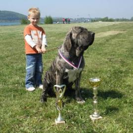 Reinrassige Fila Brasileiro Welpen