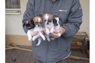 *-*-4 ++ Liebe Chihuahua Welpen, LH/KH*