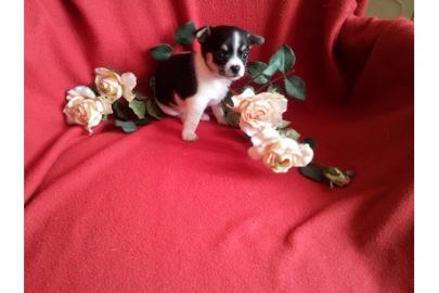 *-*-4 ++ Liebe Chihuahua Welpen, LH/KH*