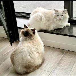 Registrierte Ragdoll-Katzen (m�nnlich un