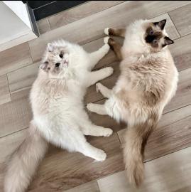 Registrierte Ragdoll-Katzen (m�nnlich un