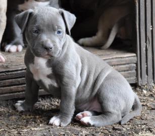 gesunde pitbull welpen zur verf�gung