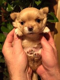 Welpen Chihuahua reinrassige