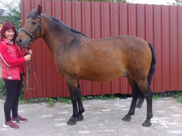 Polnische Warmblutstute Betty! 850 EUR