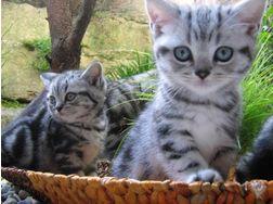 BKH Silber Tabby Classic Kitten mit Stam