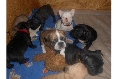 Franz Bulldogge Welpen (beige und schwar