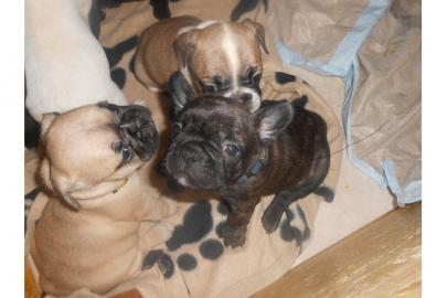 Franz Bulldogge Welpen (beige und schwar