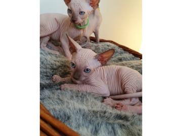 Sch?ne Sphynx-Katzen bereit zu gehen. 