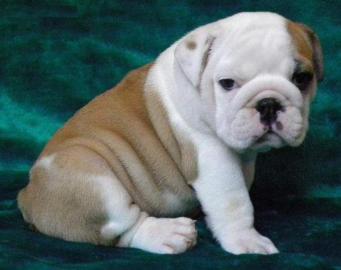 wundersch�ne typvolle Englisch Bulldogge