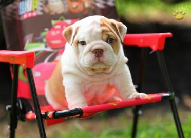 wundersch�ne typvolle Englisch Bulldogge