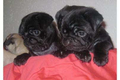 Mops-Welpen