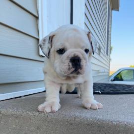 Qualit?t Englische Bulldogge Welpen mit