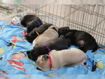 Mops Welpen mit Papiere