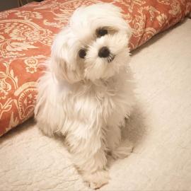 Maltese Welpen