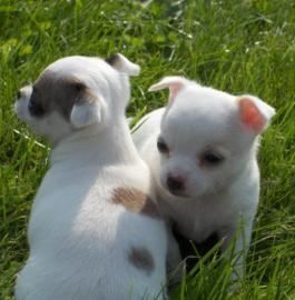 3 s��e reinrassige Chihuahua Welpen