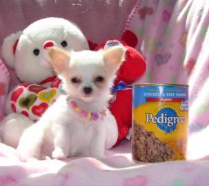 3 s��e reinrassige Chihuahua Welpen
