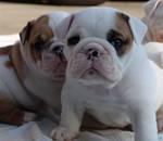 Englisch Bulldogge Welpen