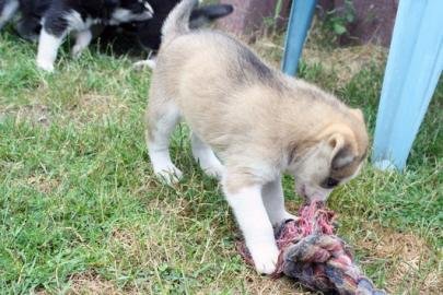 Huskywelpen