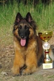 Belgischer Sch�ferhund Tervueren Welpen