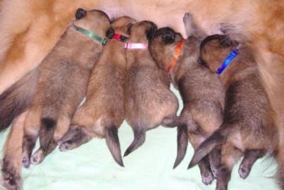 Belgischer Sch�ferhund Tervueren Welpen
