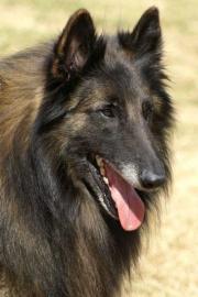 Belgischer Sch�ferhund Tervueren Welpen