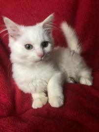 Sch?ne Maine Coon x K?tzchen