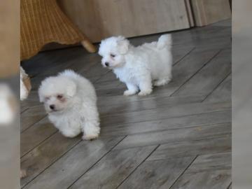S�sse Malteser Welpen