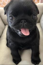 Mops-Welpen suchen ein neues Zuhause � W
