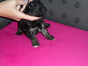 Franz�sische Bulldoggen