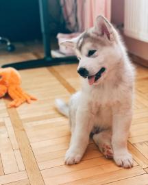 Alaskan Malamute Welpen. 
