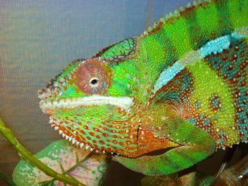 panther cham�leon zu verkaufen
