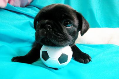 Mops Welpe,m�nnlich und  weibchen, 11 Wo