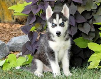 Mikrochip Siberian Husky Welpen