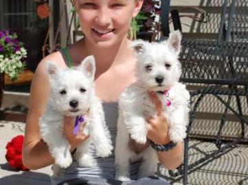 westhighland Terrier Welpen m�nnlichen u