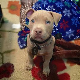 Blaue Pitbull Welpen