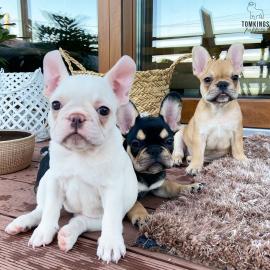 Franz?sische Bulldogge Welpe