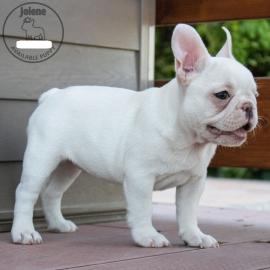 Franz?sische Bulldogge Welpe