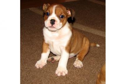 Englische Bulldogge Welpen zu Verka