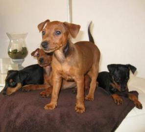 Zwergrehpinscher Rehpinscher Welpen mit