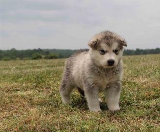 Alaskan Malamute Welpen. 