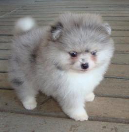Wundersch�ne flauschige Pomeranian