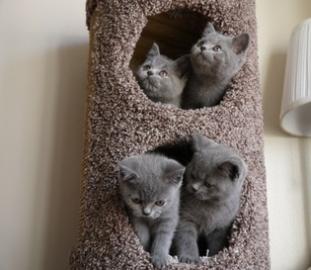 Britische shorthaire zum