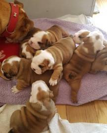 Englische Bulldogge - 2 sch�ne Jungs suc