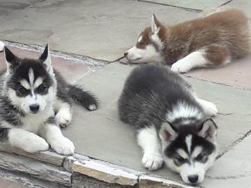 Wundersch�ne Siberian Husky Welpen
