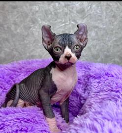 Wundersch�ne Sphynx-K�tzchen verf�gbar