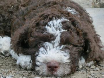 Spanischer Wasserhund mit FCI Stammbaum