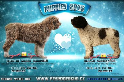 Spanischer Wasserhund mit FCI Stammbaum